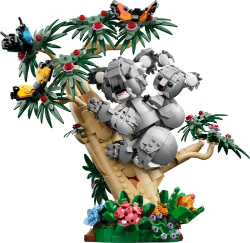 Fauna Salvaje: Familia de Koalas