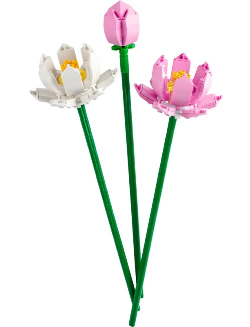 Flores de Loto