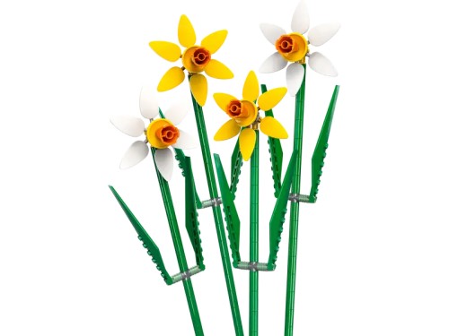 Narcisos